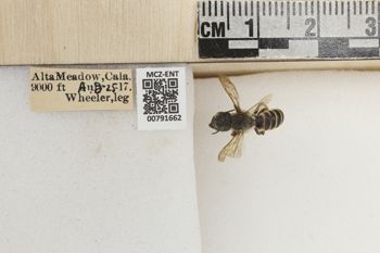 Media type: image;   Entomology 791662 Aspect: Labels